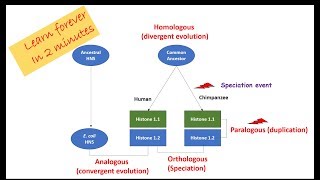 Homologous Orthologous Paralogous Analogous Homeologous sequences and alleles [upl. by Lavona]