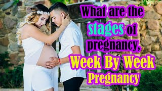 What are the stages of pregnancyWeek By Week Pregnancy [upl. by Dominik768]