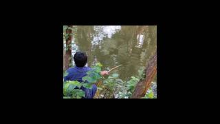 Best Fishing In The Pond village fishing hookfishing viral shortsriver fishing [upl. by Sirc293]