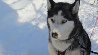 Balade en chiens de traîneaux  Faut Pas Rêver en Laponie extrait [upl. by Nalhsa]