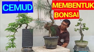 Tips untuk MEMBUAT bonsai CEMARA UDANG [upl. by Aicillyhp]