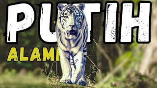 Keanggunan Sang Harimau Putih Benggala Yang Alami [upl. by Lenci]