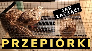 Jak zacząć hodowlę przepiórki  poradnik  ABC hodowli  cz1 1 Quail farming [upl. by Barr]