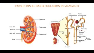 Excretion in Mammals [upl. by Nalyd]