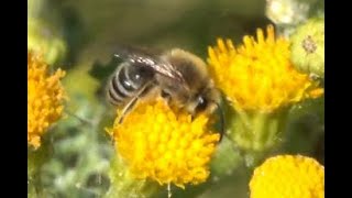 Duinzijdebij Colletes fodiens mannetje [upl. by Irrem]