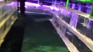 Gaylord Palms ICE Slide POV Orlando FL Christmas Ice Sculpture Display [upl. by Herson974]