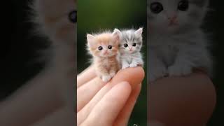 Kittens Galore cute cutekittens wow shortsfeed [upl. by Nordek]