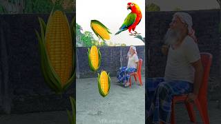 Rounding corns to Duck Peacock Pigeon amp Parrot  Birds names magic video [upl. by Server]