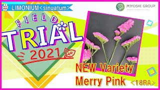 MIYOSHI New Limonium Merry Pink variety code 18RA [upl. by Nyvar]