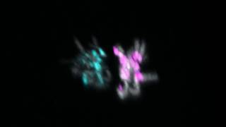 Parental chromosomes kept apart during embryo’s first division [upl. by Annalee]