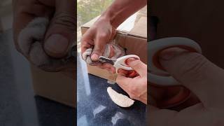 Tips for trimming cat nails shorts [upl. by Willms797]