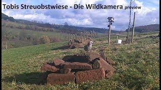 Tobis Streuobstwiese  Wildkamera  preview [upl. by Acessej]