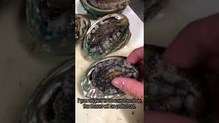 How to handle abalone [upl. by Okiam]