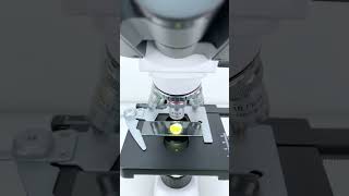 Softboiled egg magnified 40 times is seriously cool shorts microscope science [upl. by Nillek]