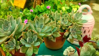 How to grow and care Echeveria plantRooftop garden [upl. by Sokul]