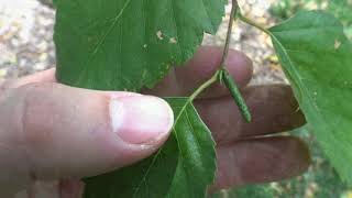 Identifying paper birch [upl. by Notyard]