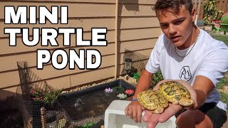 BUYING ALBINO TURTLES for My BACKYARD POND [upl. by Lecroy]