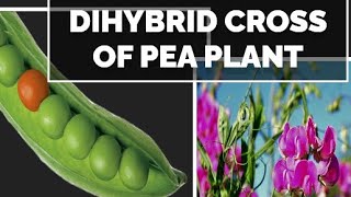 Inheritance and variations Dihybrid cross of Pea Plant  Pisum sativum by Subhash sir [upl. by Bronez]