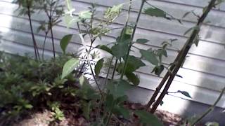 Capsicum pubescens amp wild capsicum plant update [upl. by Ivets]