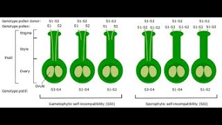 SELF INCOMPATIBILITY I POLLINATIONFERTILIZATIONDEVELOPMENT OF ENDOSPERM amp EMBRYO BIOLOGY CLASS 12 [upl. by Inus526]