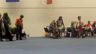 Hundeausstellung FCIGruppe 2 Schnauzer Pinscher Molossoide [upl. by Eedyah]