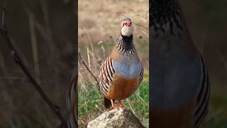 Barbary Chukar Partridge Beauty shorts chukarpartridge beautiful song mating [upl. by Annaiviv]