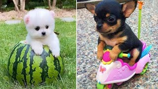 Baby Dogs 🔴 Cute and Funny Dog Videos Compilation 13  30 Minutes of Funny Puppy Videos 2021 [upl. by Nylhsa]