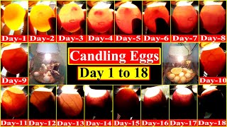 Candling Eggs Fertile or Not Day 1 to 18  Incubator for Chicken Eggs [upl. by Anawad964]