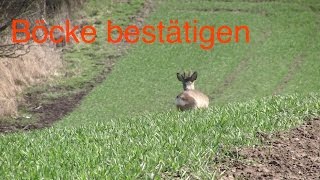 Vorbereitung der Bockjagd im Mai Rehwild bestätigen [upl. by Ssej544]