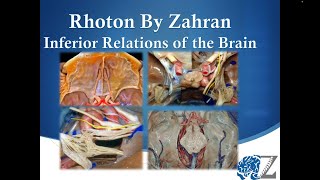 Rhoton By Zahran 7 Inferior Relations of the Brain [upl. by Warfold]