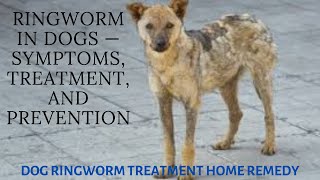 Ringworm in Dogs — Symptoms Treatment and Prevention  dog ringworm treatment home remedy [upl. by Nehttam]