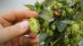 When to Harvest your Hops  BobbyfromNJ [upl. by Aikaz624]