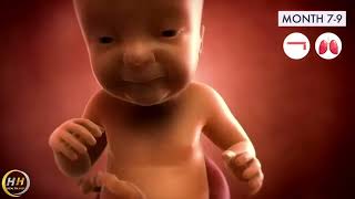 Pregnancy A Month By Month Guide 3D Animation [upl. by Jacqueline]