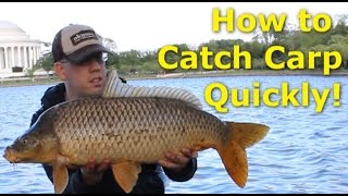 How to catch carp quickly  Fishing for carp with pack bait [upl. by Attehcnoc]