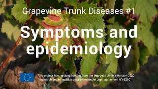 Grapevine Trunk Disease 1 Symtoms and epidemiology [upl. by Yziar767]