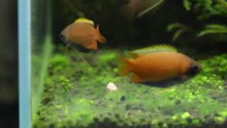 Mild Quarrel among Male Honey Gourami GroupTrichogaster chuna [upl. by Thatcher]