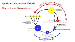 تقسیم سلولی مایوزیس یا میوز Meiosis [upl. by Nodla]