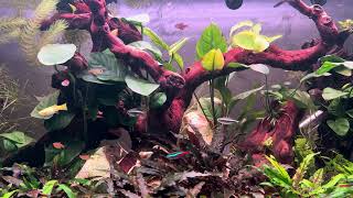 fish natural 200L tankrelax4K [upl. by Alicirp]