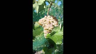 vendemmia uva bianca prosecco Gold traminer Malvasia bianca [upl. by Elmaleh180]