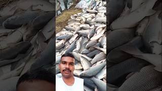 मछली पालन कैसे करें इस पर वीडियो देखें😳 fishing bfunnyvideo greenfish greensreen [upl. by Novello]