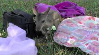 Very cute orphaned agile wallaby joeys raised by FNQ wildlife rescue carers [upl. by Eedebez]