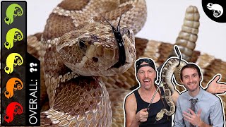 Rattlesnake The Best Pet Snake [upl. by Domph]