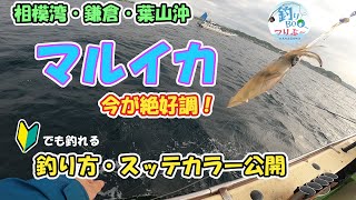 相模湾マルイカ絶好調！鎌倉・葉山沖、まごうの丸から出船。2024年5月25日 [upl. by Marisa534]