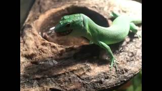 Gastropholis prasina Green Keelbellied Lizard [upl. by Melborn]