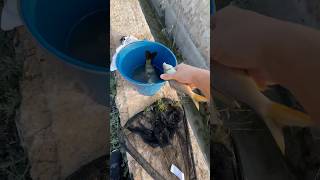 Estos peces casi se quedan sin agua… animales rescate rescue wildlife viral [upl. by Fernand]