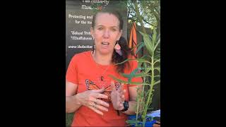 Tip on how to keep Aphids at bay on your swan plants  Milkweed plants [upl. by Orin]