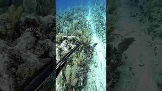 Spearfishing fishing spearow spearo spearfish woodenspeargun ocean freediving fish speargun [upl. by Goeselt405]