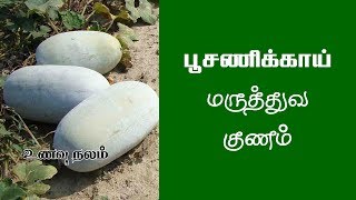 வெள்ளை பூசணிக்காய் பயன்கள் என்ன  Poosanikai Maruthuvam in Tamil Poosanikai Benefits [upl. by Eilyak]