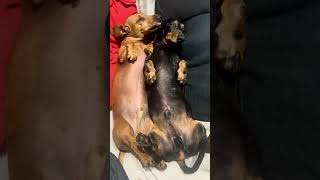 Dachshund Snuggles lovemydachshund dachshund sausagedog cute puppy dachs [upl. by Rawdin666]