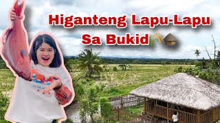 Nagluto kami ng gahiganteng LapuLapu dito sa bukid  Ka Mangyan Vlogs [upl. by Kreda969]